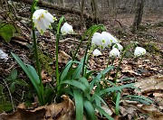 65 Campanellini-Falsi bucaneve (Leucojum vernum)